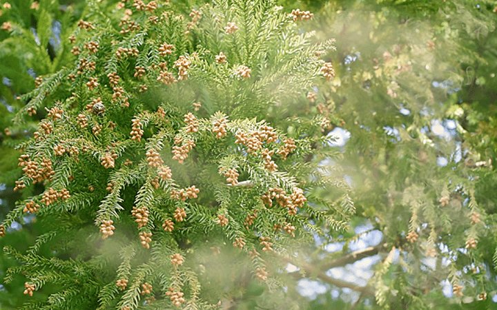 花粉症イメージ